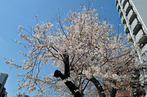 巣鴨の桜はまだ 三 五部咲きです 観光旅行ホテルをめざす専門学校jtbトラベル ホテルカレッジ